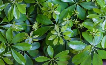 植物优秀作文参考7篇
