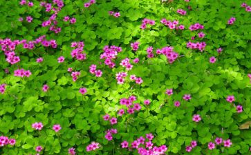写植物的作文200字7篇