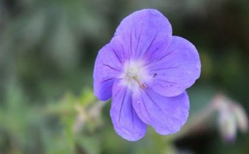 重阳节活动的讲话稿5篇