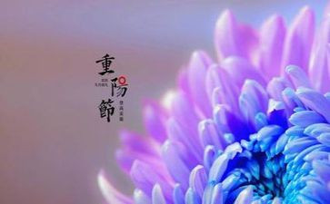 写重阳节的作文8篇