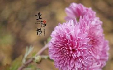 作文写重阳节300字作文5篇