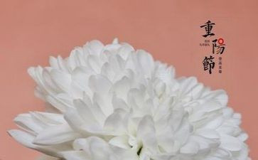 重阳节作文作文8篇