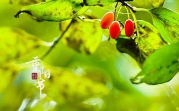描写重阳节的短作文7篇
