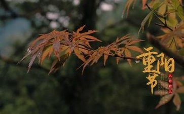 小中班重阳节活动方案6篇
