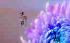 写重阳节的作文8篇