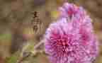 作文写重阳节300字作文5篇