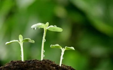 小种子教学反思8篇