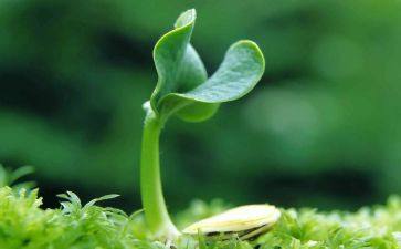 分种子教学反思5篇