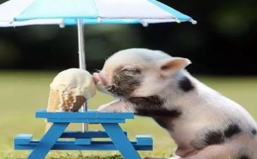 猪饲料销售工作总结8篇