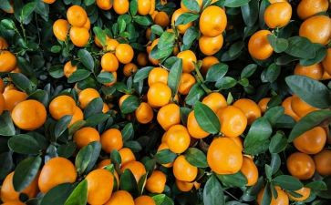 橘子花教案8篇